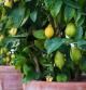 Limoneros en macetas