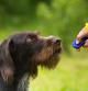 Entrenado a un perro de caza con un clicker