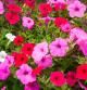 Petunias