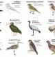 Especies o subespecies de aves que se han extinguido en el conjunto de España o regionalmente en los últimos años