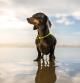 Un perro salchicha en la orilla de una playa