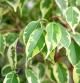 Hojas abigarradas de un Ficus benjamina