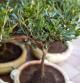 Olivos cultivado en una maceta