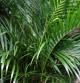 Areca