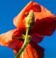 Amapola y mariquita en primavera.