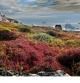 La vegetación típica de la tundra, como en esta zona costera, puede desaparecer por el aumento de las temperaturas    .