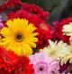 Flores de Gerbera