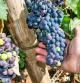 La Ribera del Duero es una de las zonas vitivinícolas más renombradas del mundo