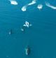 Las preocupantes imágenes de acoso de barcos a las ballenas en la costa de Alicante y Valencia