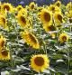 Girasoles en Albons.