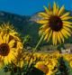 Girasoles en Hostalets d'en Bas.