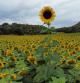 Campo de girasoles en torno al volcán Croscat.