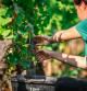 Una mujer haciendo la vendimia en Francia