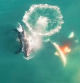 Primeras imágenes aéreas de grupos de orcas cazando a los grandes tiburones blancos