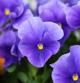 Pansies