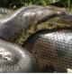 Las anacondas están consideradas entre las tres especies seepientes de mayor tamaño y peso del mundo