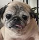 Muere Noodle, el pug que pronosticaba cómo iban a ser los días en TikTok