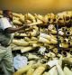 FILE - A Zimbabwe National Parks official inspects some of the elephant tusks during a tour of ivory stockpiles in Harare, May, 16, 2022. An international conference on trade in endangered species ended Friday, Nov. 25, in Panama, with protections established for over 500 species. (AP Photo/Tsvangirayi Mukwazhi, File)