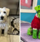 Una mujer que tiñó a su perro como el Grinch se defiende tras haber sido acusada de maltrato