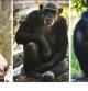 Tres de los chimpancés del zoo de Furuvik en una imagen de archivo distribuida en redes sociales .