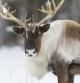 Boreal woodland caribou in winter (Rangifer tarandus caribou)