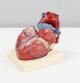 Maqueta de un corazón