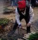 23012022 Valls primera Fiesta de la calçotada desde el inicio de la pandemia concurs de Menjar Calçots a la plaça del Pati i calçotada a la plaça de l’oli