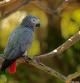 Graupapagei, (Psittacus erithacus timneh), adult auf Baum, Afrika

Grey Parrot, (Psittacus erithacus timneh), Africa

Grey Parrot, (Psittacus erithacus timneh), adult on tree, Africa

Grey Parrot, (Psittacus erithacus timneh), adult, adults, tree, tre