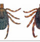 Ejemplares hembra y macho de la garrapata 'H.lusitanicum', detectada recientemente en 30 municipios del área de Barcelona  .   .