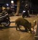 Un jabalí come de la basura enfrente de las urgencias de Valle hebrón