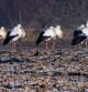 Cigüeñas en un campo helado en Vic.