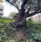 Olivo plantado en la zona del antiguo campo del Barça en Les Corts.