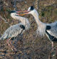 Pareja de garzas reales.