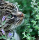 El catnip es una planta similar a la menta con un intenso olor que agrada a estos animales.