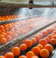 The process of washing and cleaning of citrus fruits in a modern production line