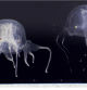 Ejemplares de medusas de la especie