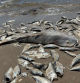 Peces muertos en las playas de Quintana, a unos 110 km a sur de Houston, Texas (EE.UU.), en un episodio que se inició el 9 de junio  .