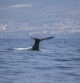 Sperm whale (physeter macrocephalus) in Adeje Coast (south of Tenerife), Canary islands, Spain.