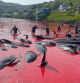 La matanza de ballenas en las Islas Feroe vuelve a teñir el mar de rojo