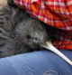 un miembro del equipo del Proyecto Capital Kiwi cambiando el transmisor de un kiwi macho llamado ?t?rangi mientras realizaba un control de salud antes de volver a liberar al ave en la naturaleza en Tawa Hill, estación Terawhiti en Wellington. Las preciadas aves kiwi de Nueva Zelanda recorren las verdes colinas de Wellington por primera vez en un siglo, después de una campaña para eliminar a los depredadores invasores de los alrededores de la capital.
