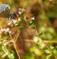 Mariposa posada en una flor al amanecer en Sant Hipòlit de Voltregà.