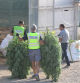 Agentes de los Mossos d?Esquadra durante el desmantelamiento de la macroplantación de Marihuana en Almatret.