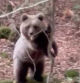 Temeraria filmación en el Valle de Aran: esto es lo que no se debe hacer si te encuentras con un oso