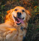 Serbia, Golden Retriever, Dog, Yellow Labrador Retriever, Lying Down