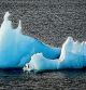 fotografia XAVIER CERVERA 06/2010 un fino iceberg con dos aves articas 'a bordo' avanza -arrastrado por la corriente- hacia el mar de Groenlandia des del Kongsfjorden (cerca de Ny-Alesund) en el este de la isla de Spitsbergen, archipielago de Svalbard (Noruega)