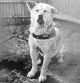 Hachiko, el perro japonés que se hizo famoso por esperar a su dueño fallecido durante años