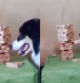 La increíble destreza de un Husky para ganarle a su dueño a la jenga: “Juega mejor que yo”