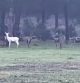 Ciervo Albino
