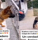 El perro se emociona al reconocer a su humano