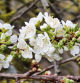 La floración del cerezo en Bellmunt. Imágenes de Carme Molist Vidal